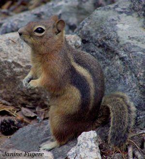 2z-Chipmunk in Rocky Mountain National Park.jpg